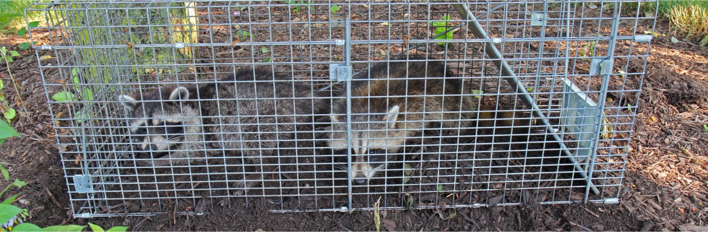 Ratons laveur capture dans une cage.
