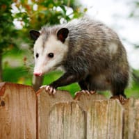 Un opossum.