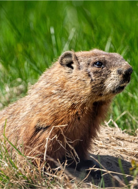 Une marmotte.