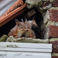 Deux ecureuils dans une corniche de maison.